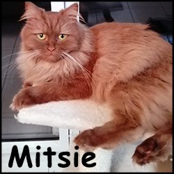 Mitsie