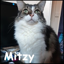 Mitzy