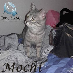 Mochi