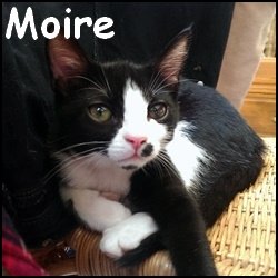 Moire