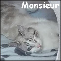Monsieur