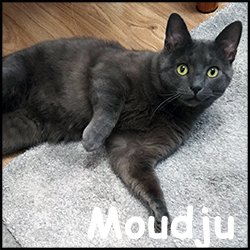 Moudju