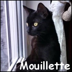 Mouillette