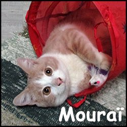 Mouraï