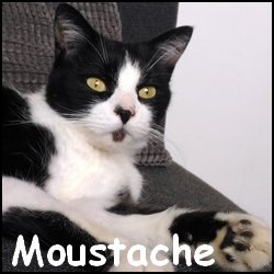 Moustache