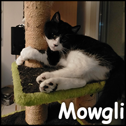 Mowgli2