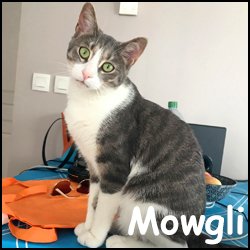 Mowgli