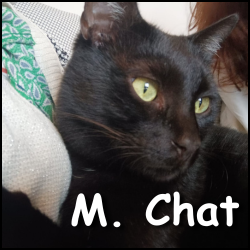 Mr Chat 2