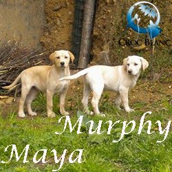 Murphy Maya