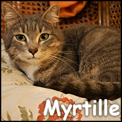 Myrtille