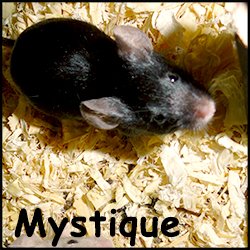 Mystique