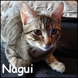 Nagui