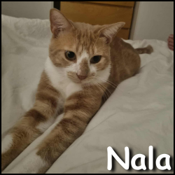 Nala