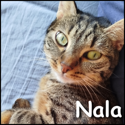 Nala