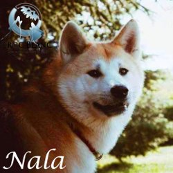 Nala