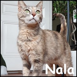 Nala