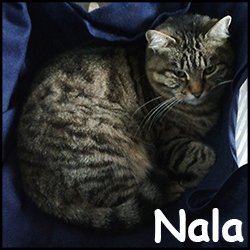 Nala