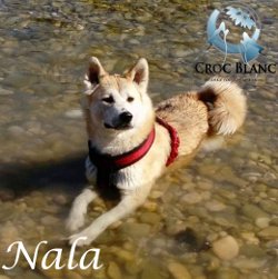 Nala