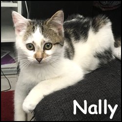 Nally