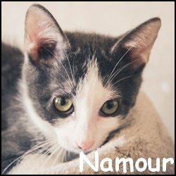 Namour