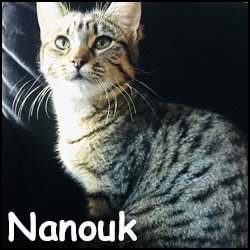 Nanouk