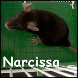 Narcissa