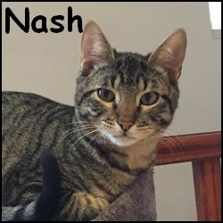 Nash