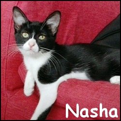 Nasha