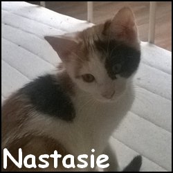 Nastasie