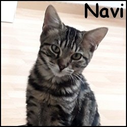 Navi