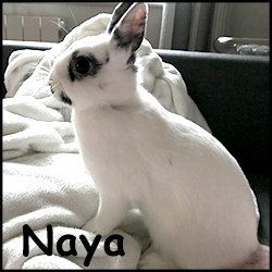 Naya