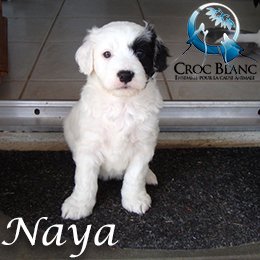 Naya