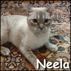 Neela