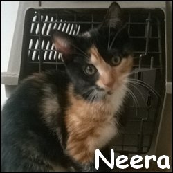 Neera