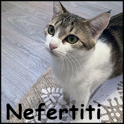 Nefertiti