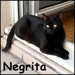 Negrita