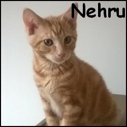 Nehru