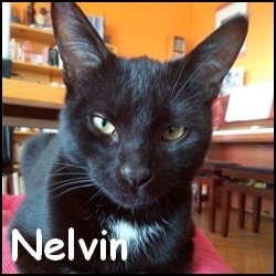 Nelvin