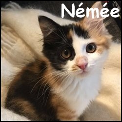 Nemee