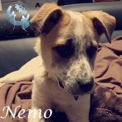 Nemo