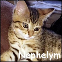 Nephelym
