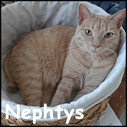 Nephtys