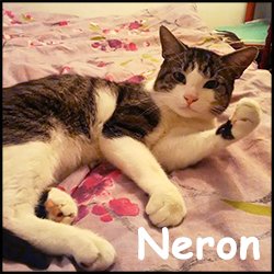 Neron