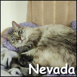 Nevada