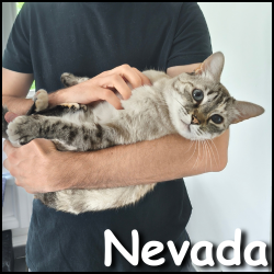 Nevada 2