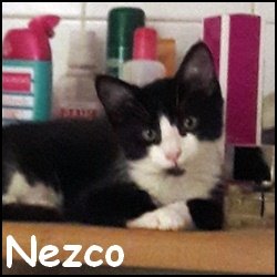 Nezco