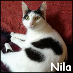 Nila