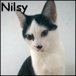 Nilsy