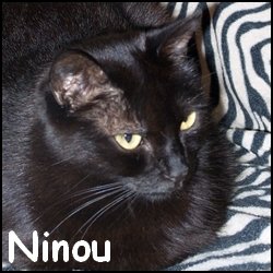 Ninou