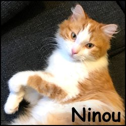 Ninou 2